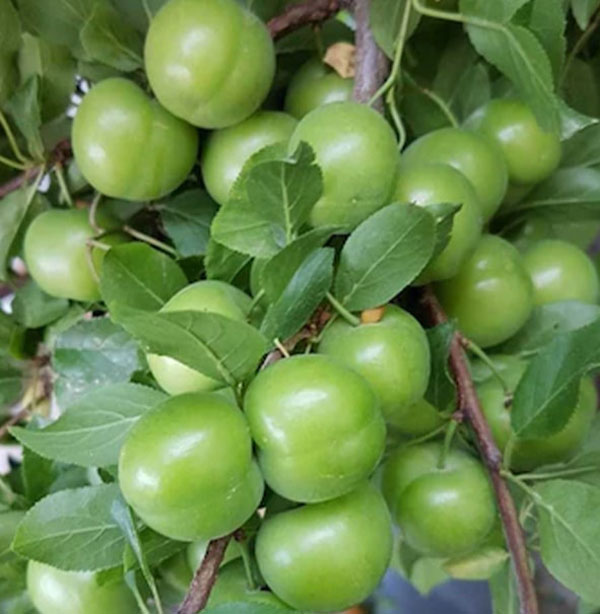 نهال گوجه سبز